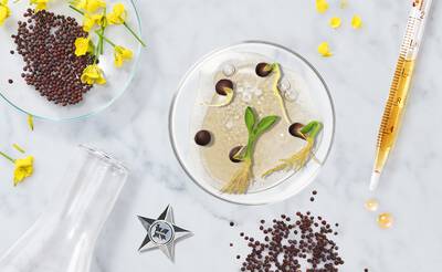 Ferulic Acid for Skin