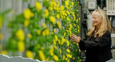 What is Hydroponic Farming?